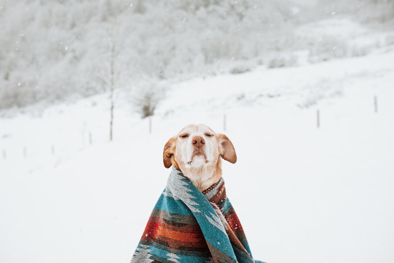 🧣🐶 Stay Cozy in Style: Winter Pet Fashion Every Fur Friend Will Love